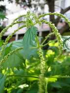 Image de Urtica membranacea Poir.