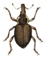 Image of Pelenomus