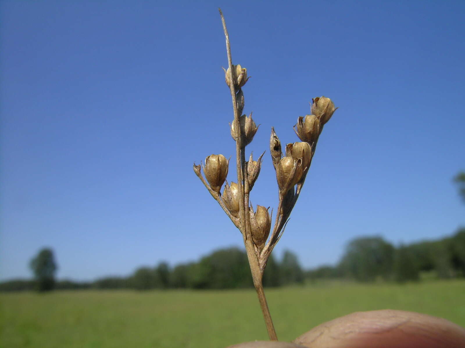 Image of forked rush