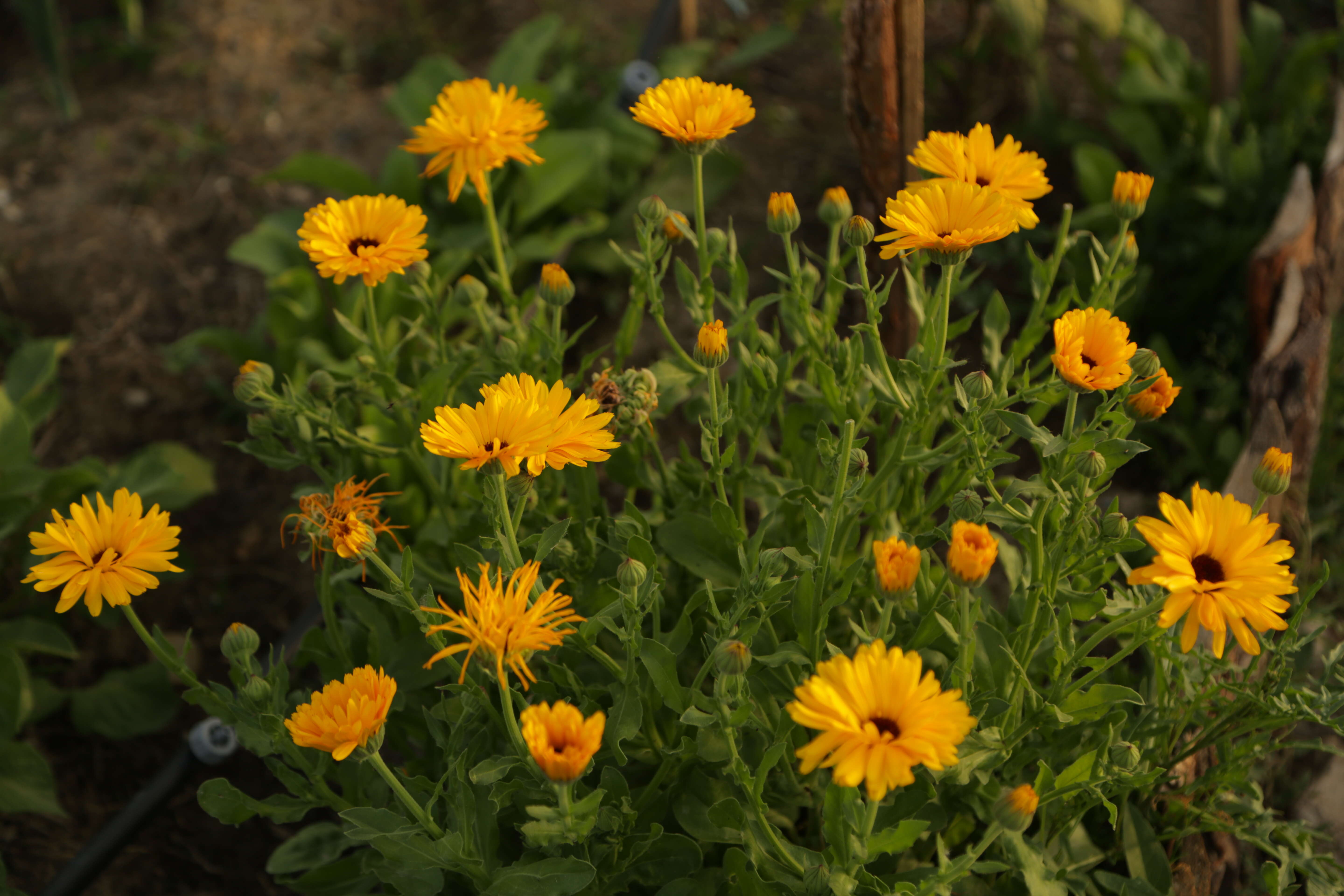 Image of pot marigold