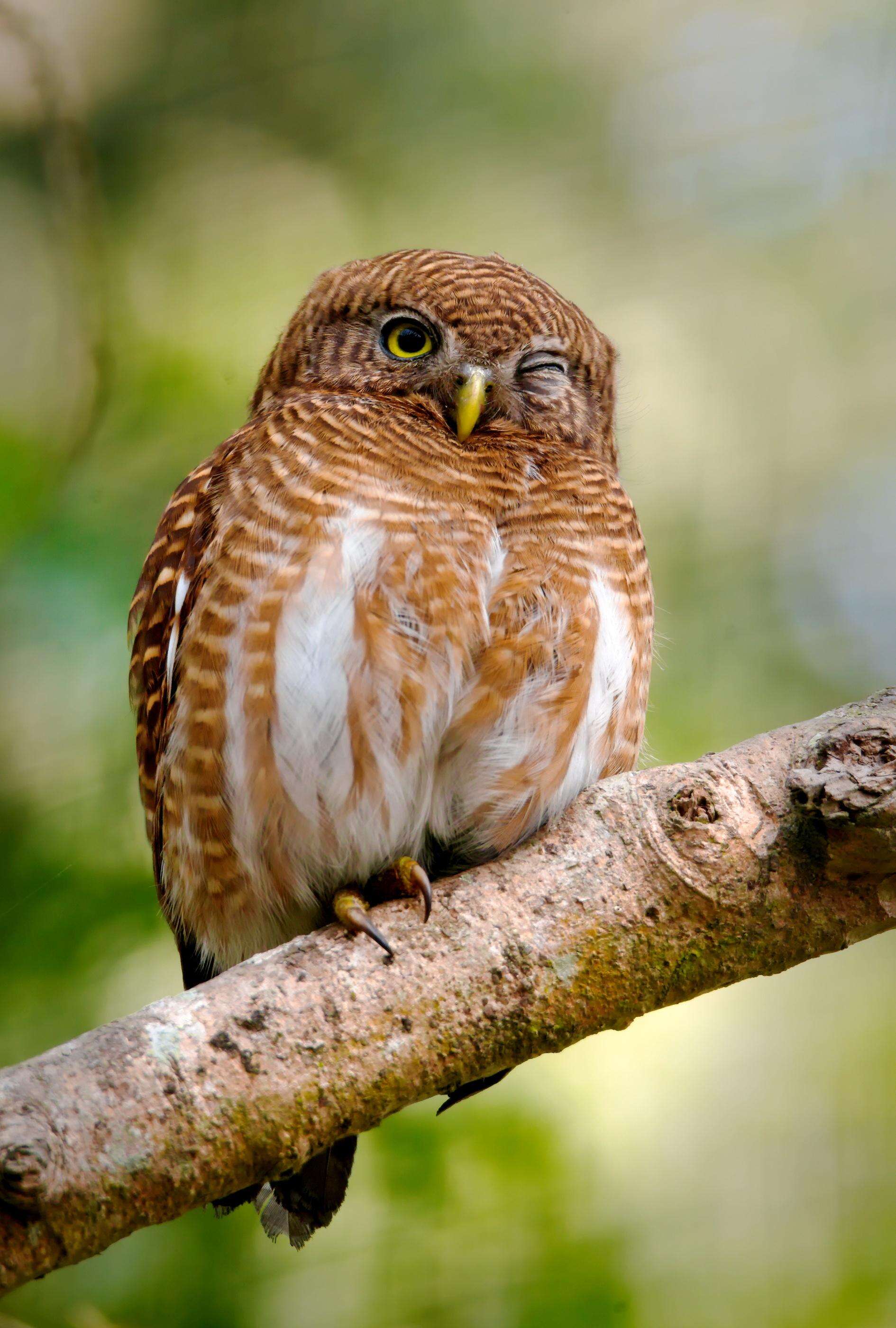 Image of Asian Barred Owlet