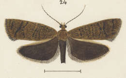 Image of Epichorista crypsidora Meyrick 1909