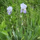 Image of <i>Iris pallida</i>