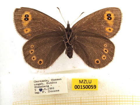 Image of woodland ringlet