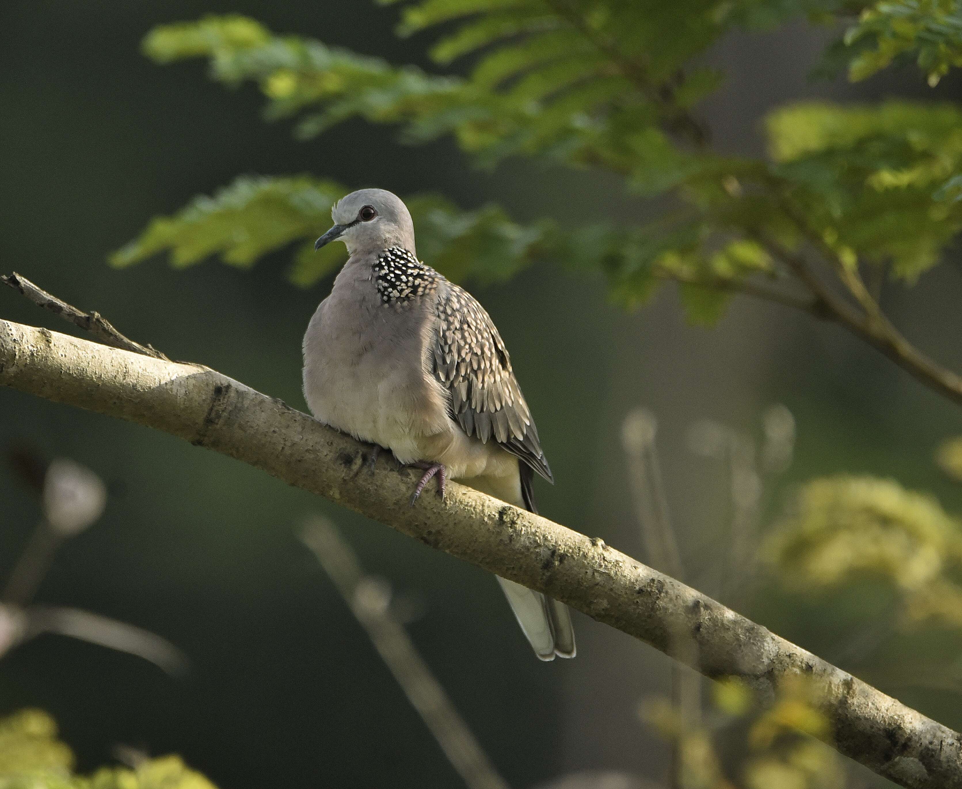 Image of Pink-spotted Fruit Dove