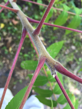 Image of <i>Rhus typhina</i>