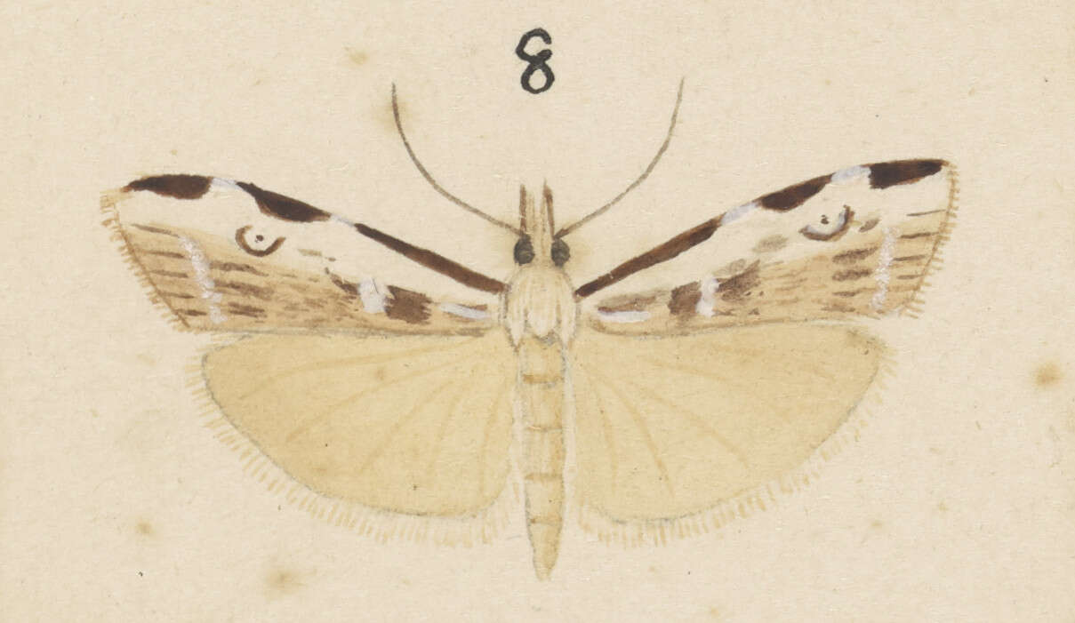 Image of Orocrambus tuhualis Felder 1875