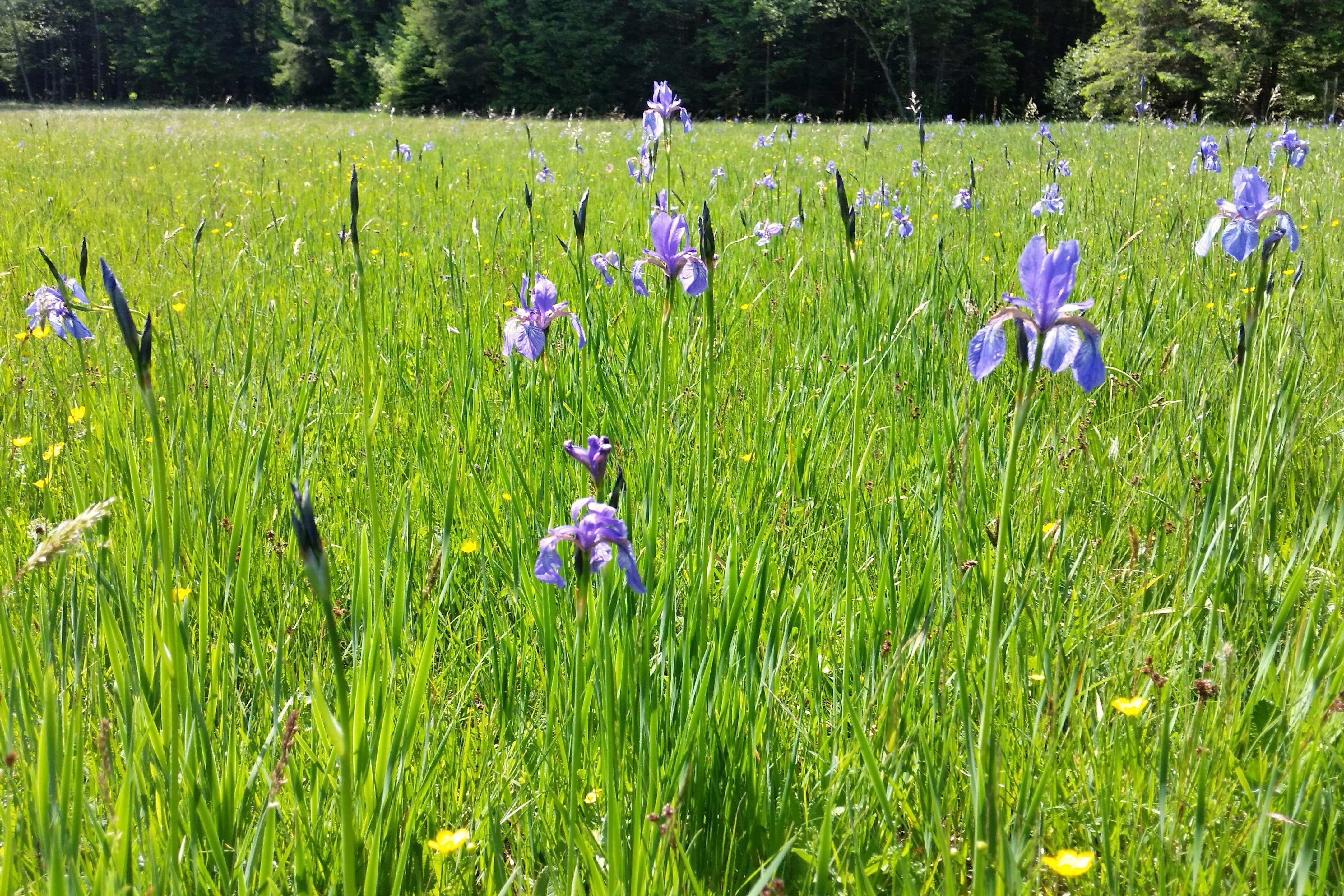 Image of German Iris