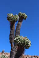 Image of Pachypodium namaquanum (Wyley ex Harv.) Welw.