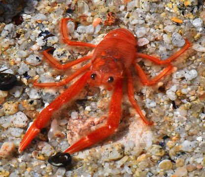 Image of Red Crab