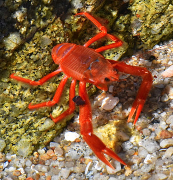 Image of Red Crab