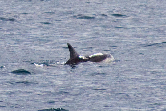 18.https www inaturalist org photos 251025.580x360