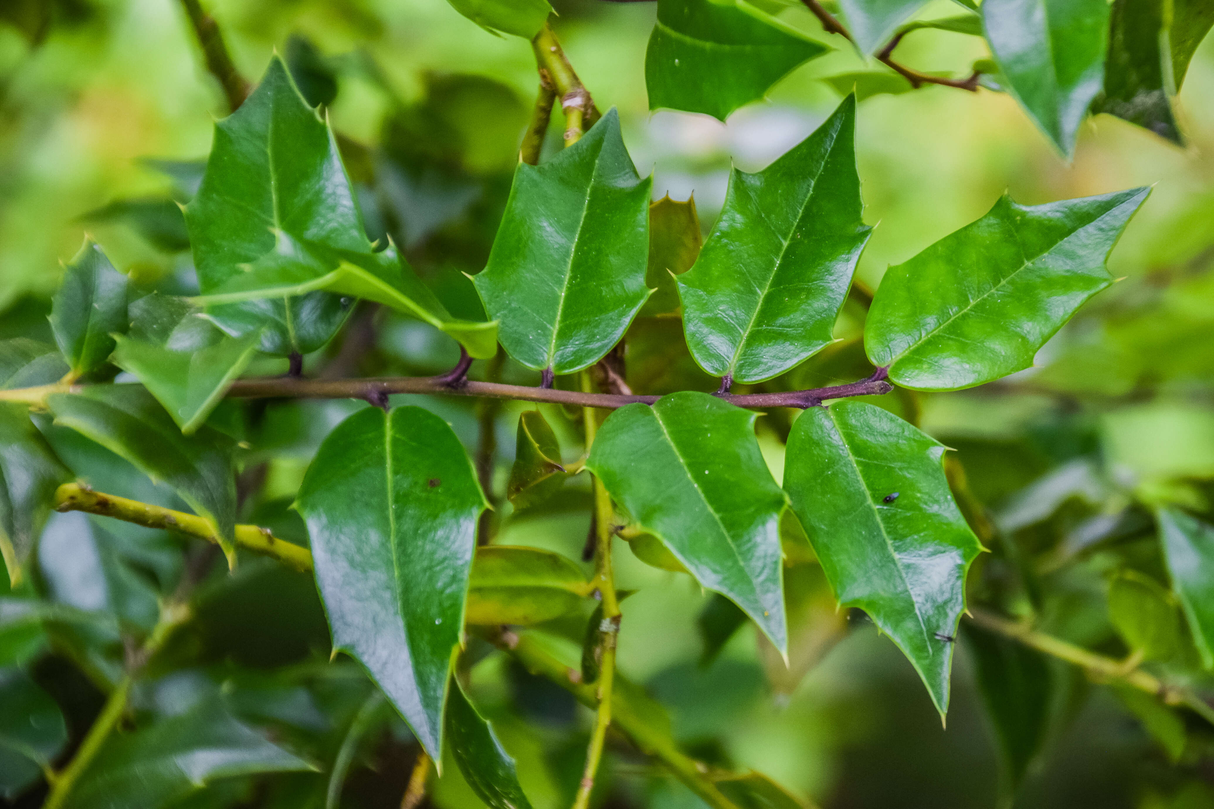 Imagem de Ilex bioritsensis Hayata