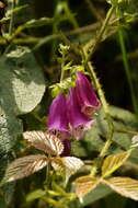 Imagem de Digitalis purpurea L.