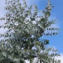 Image of <i>Eucalyptus cinerea</i>