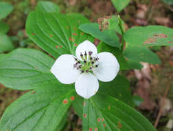 Plancia ëd Cornus canadensis L.