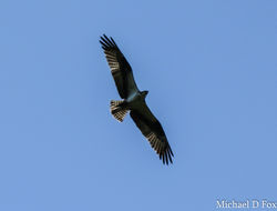Image of Western Osprey
