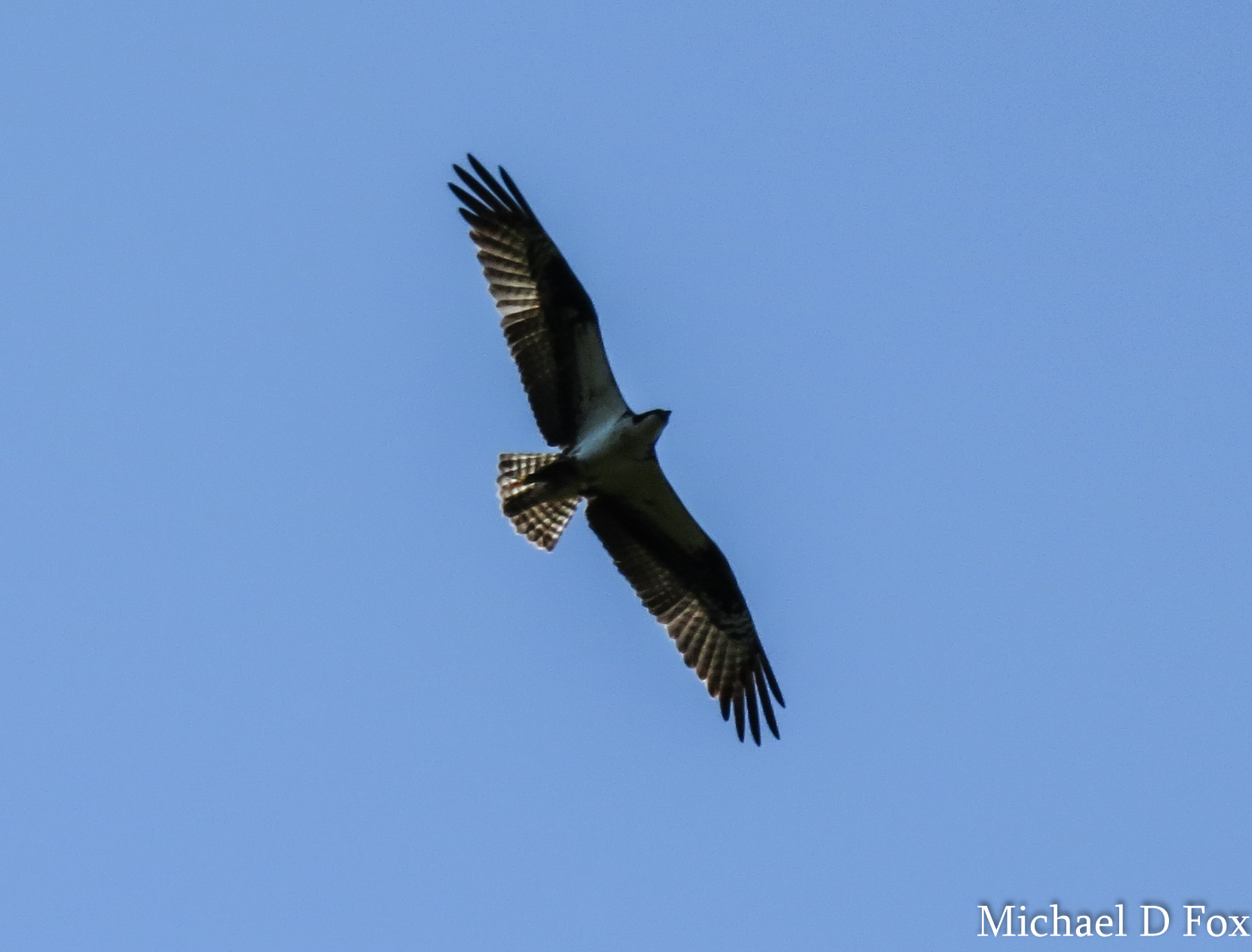 Image of Western Osprey