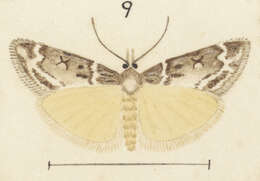 Image of Eudonia crypsinoa Meyrick