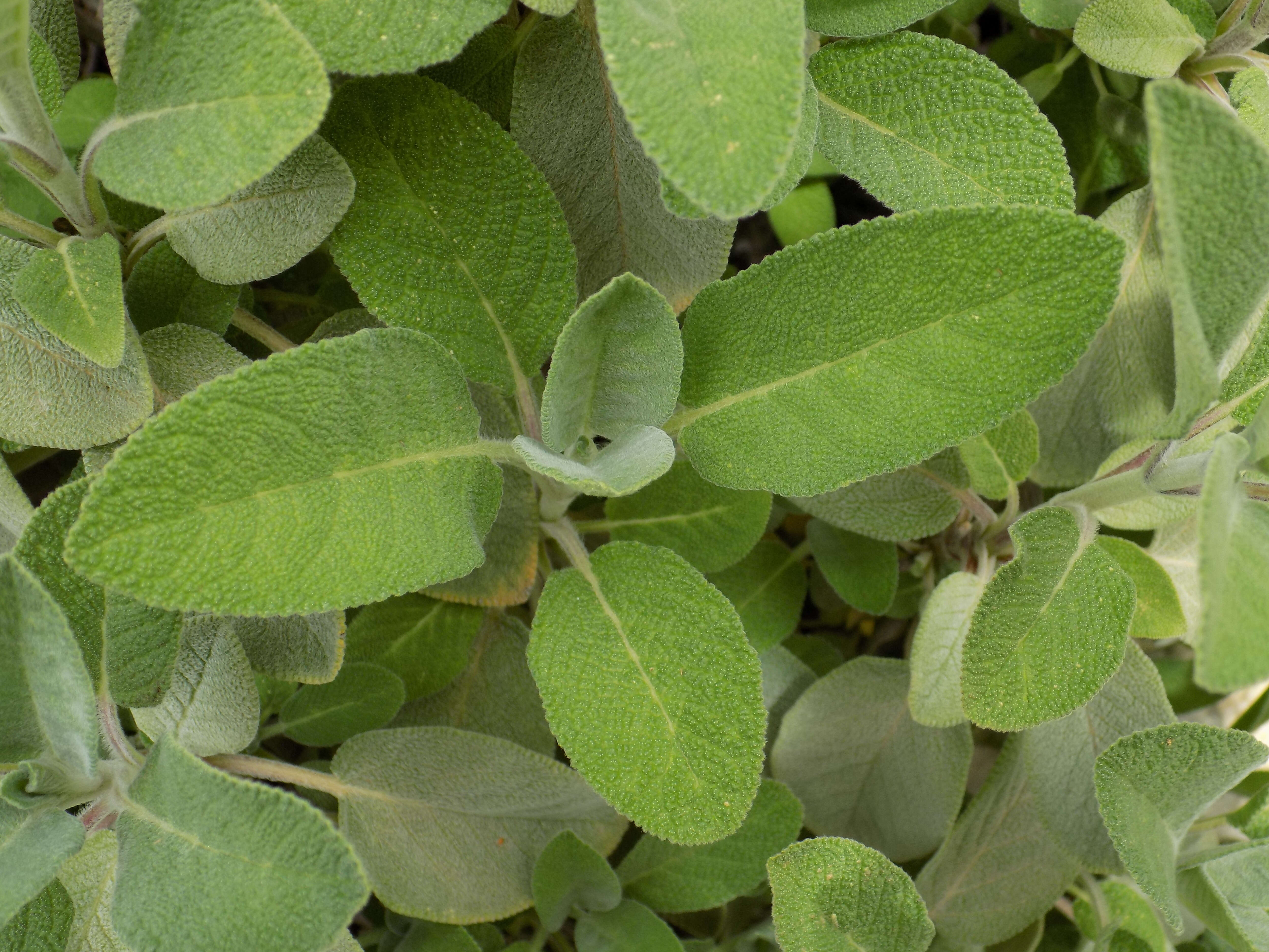 Imagem de Salvia officinalis L.