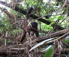 Image of White-fronted Brown Lemur