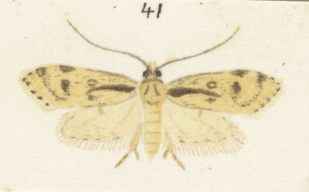 Image of Atomotricha exsomnis Meyrick 1913
