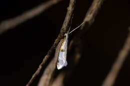 Image of Sagephora felix Meyrick 1914