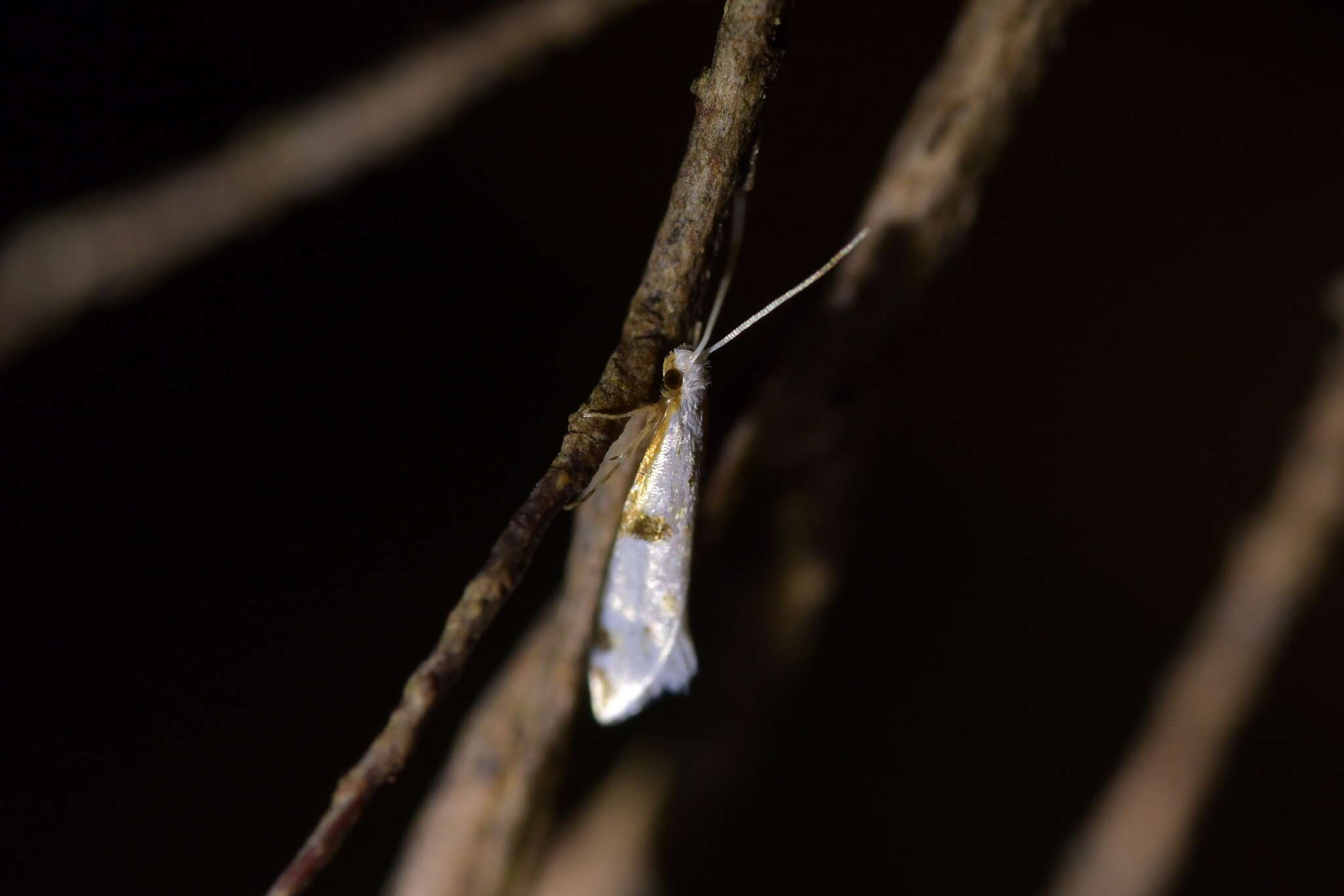 Image of Sagephora felix Meyrick 1914