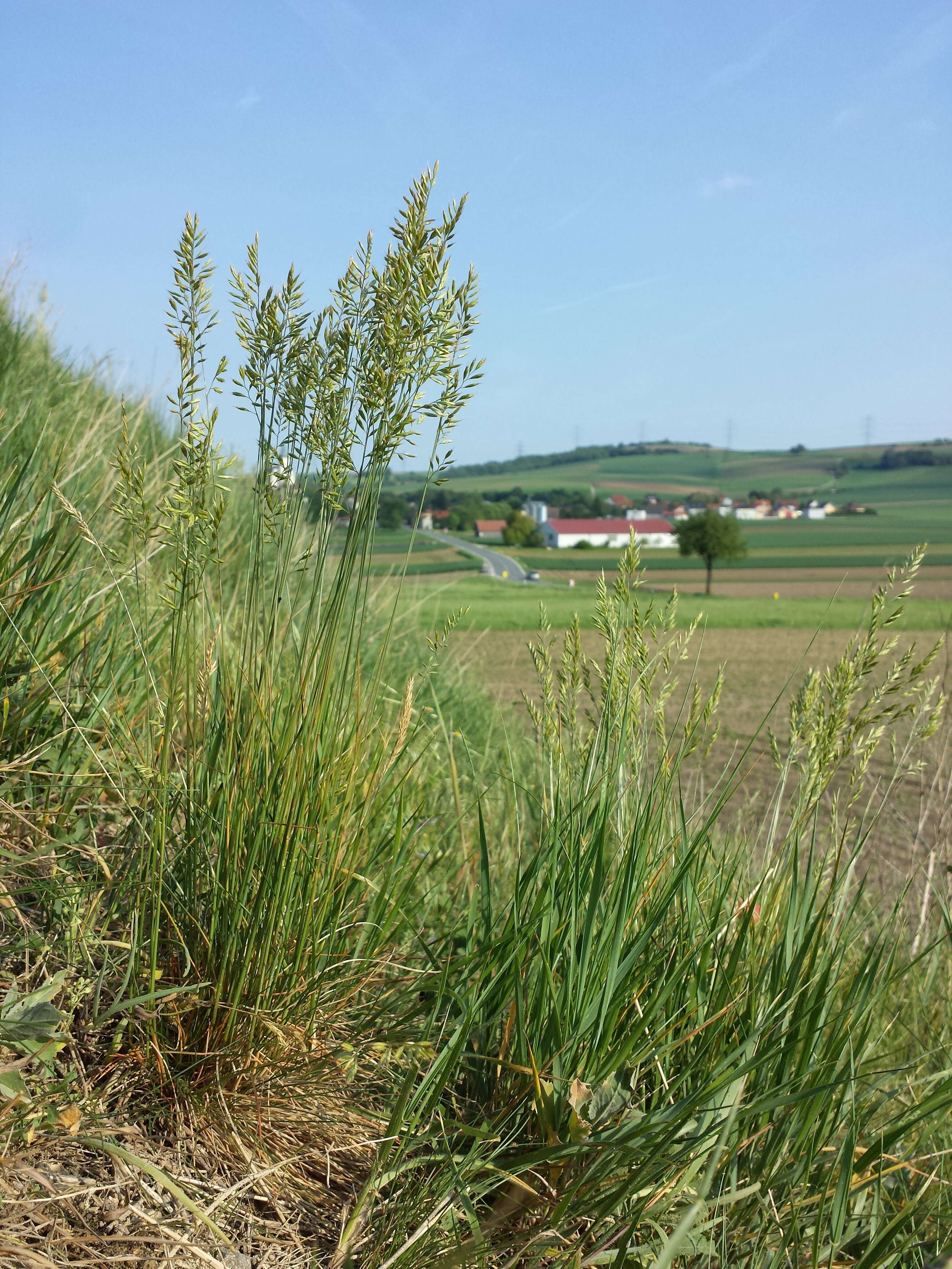 Image of Festuca rupicola Heuff.