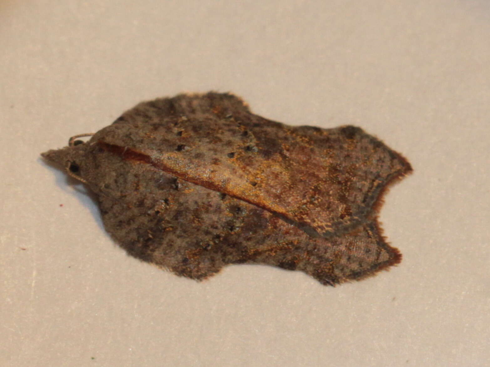 Image of Acleris effractana