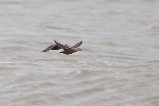 Image of King eider