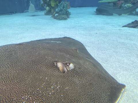 Image of Honeycomb Stingray