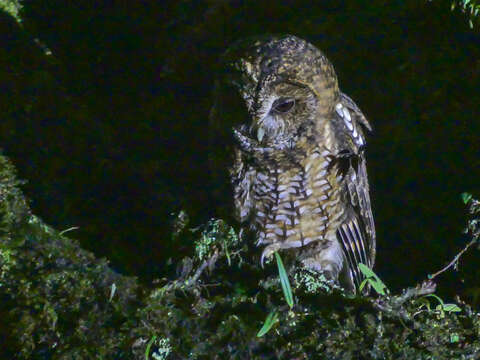 Image of Himalayan Owl