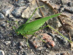 Image of sickle-bearing bush-cricket