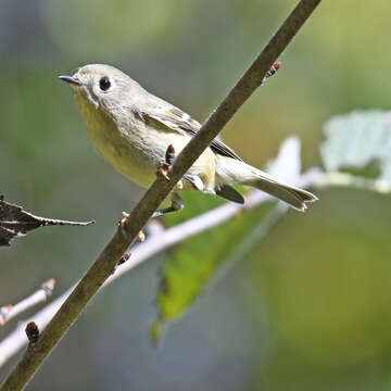 Image of Golden-crowned Kinglet