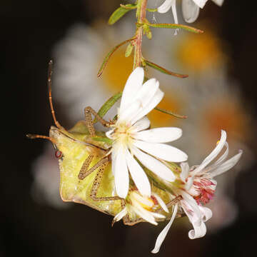 Image of Brown Stink Bug