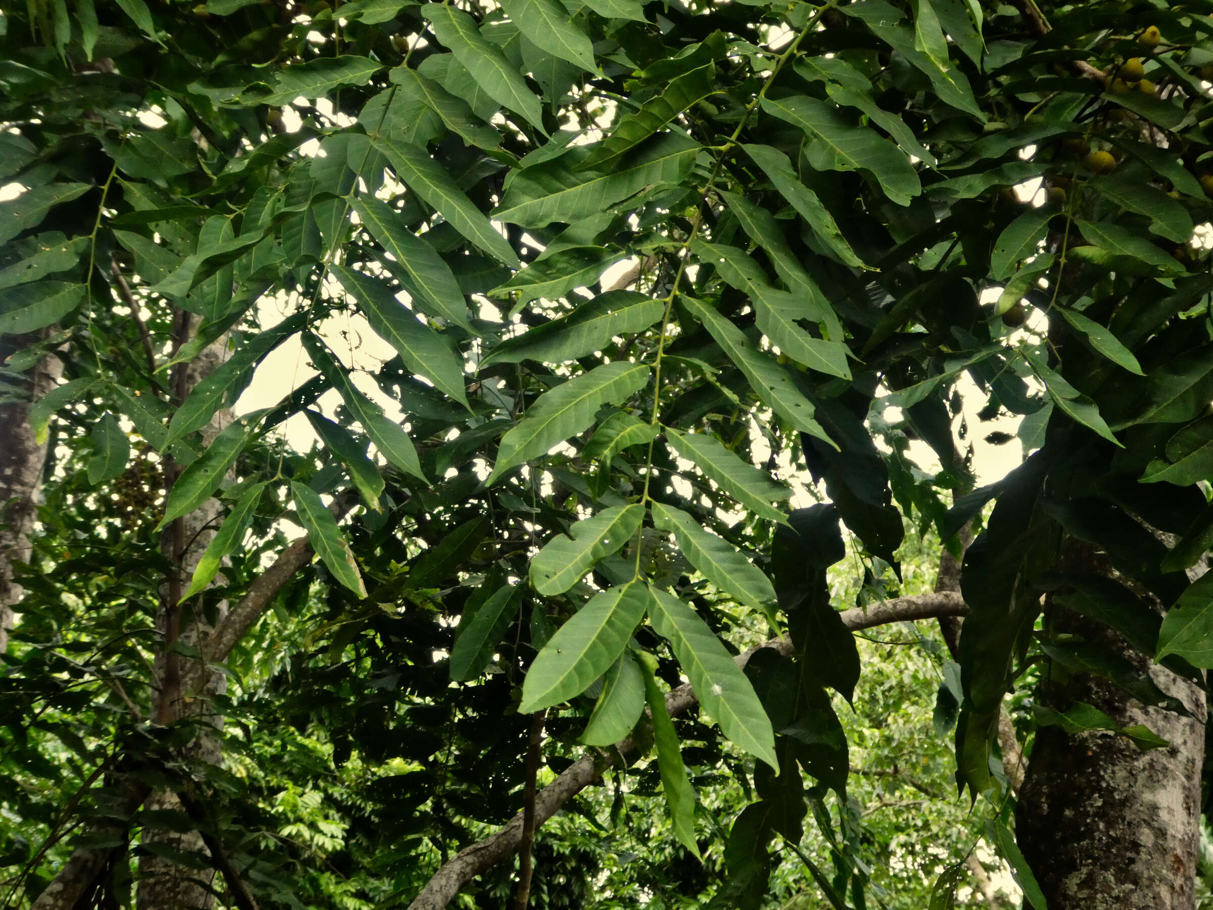 Sivun Dysoxylum gaudichaudianum (Juss.) Miq. kuva