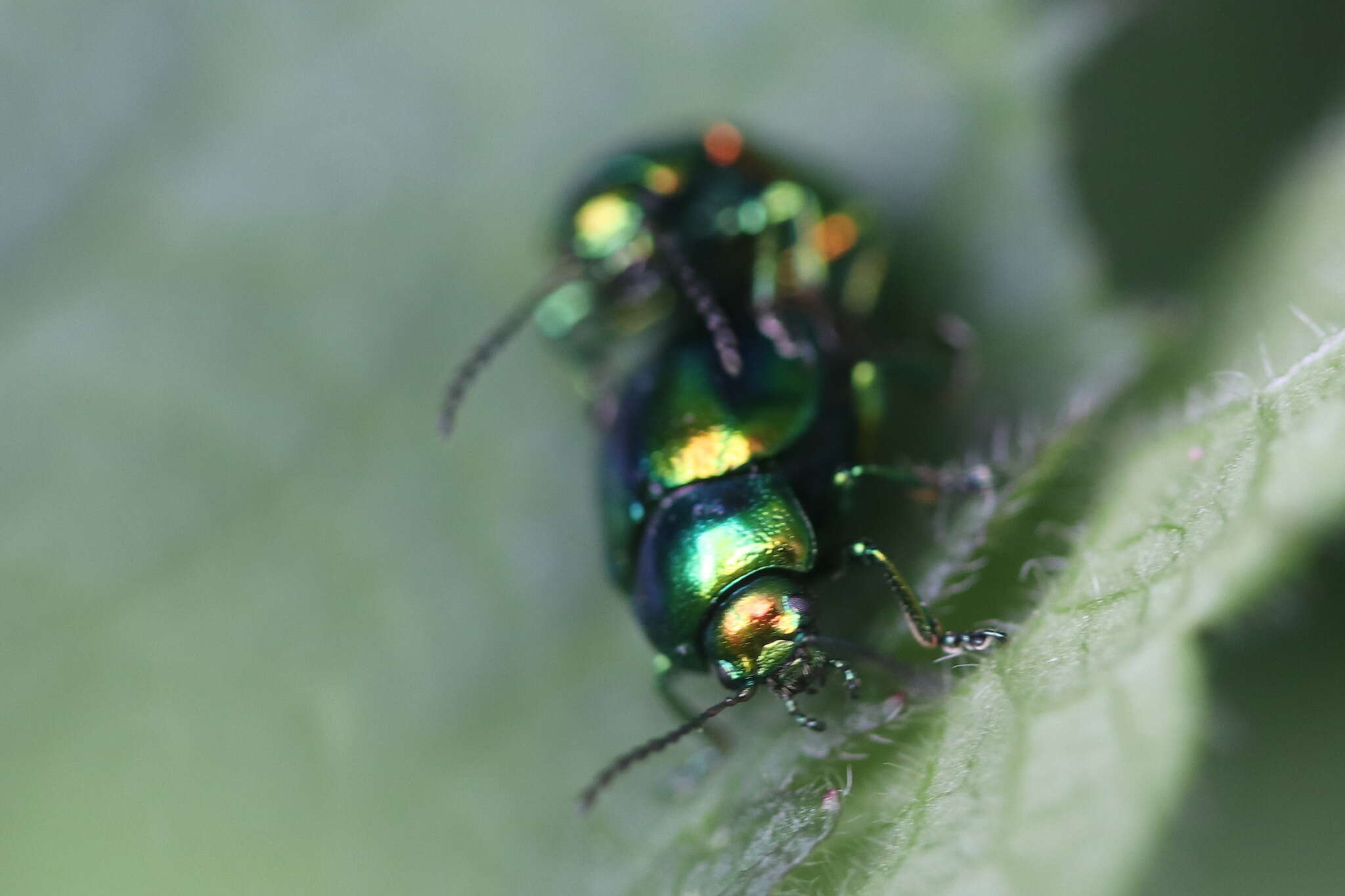 Image of Chrysolina fastuosa