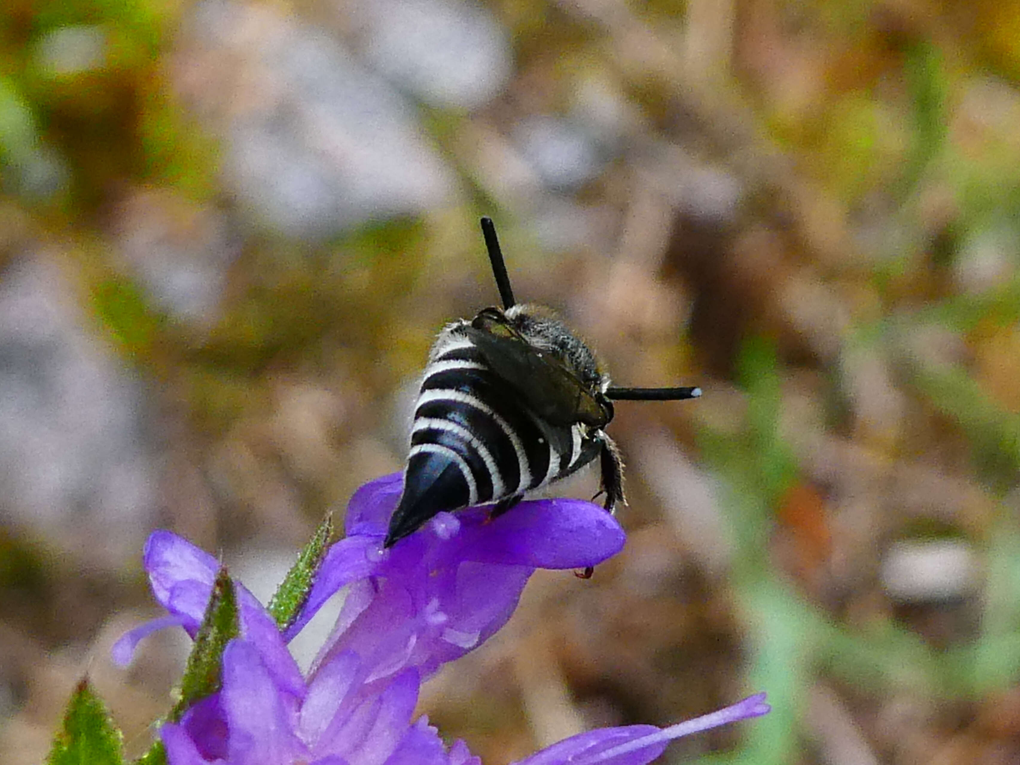 Image of Cuckoo-leaf-cutter Bees