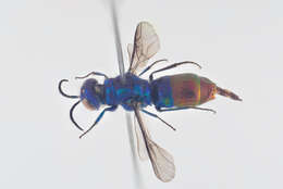 صورة Chrysis fulgida