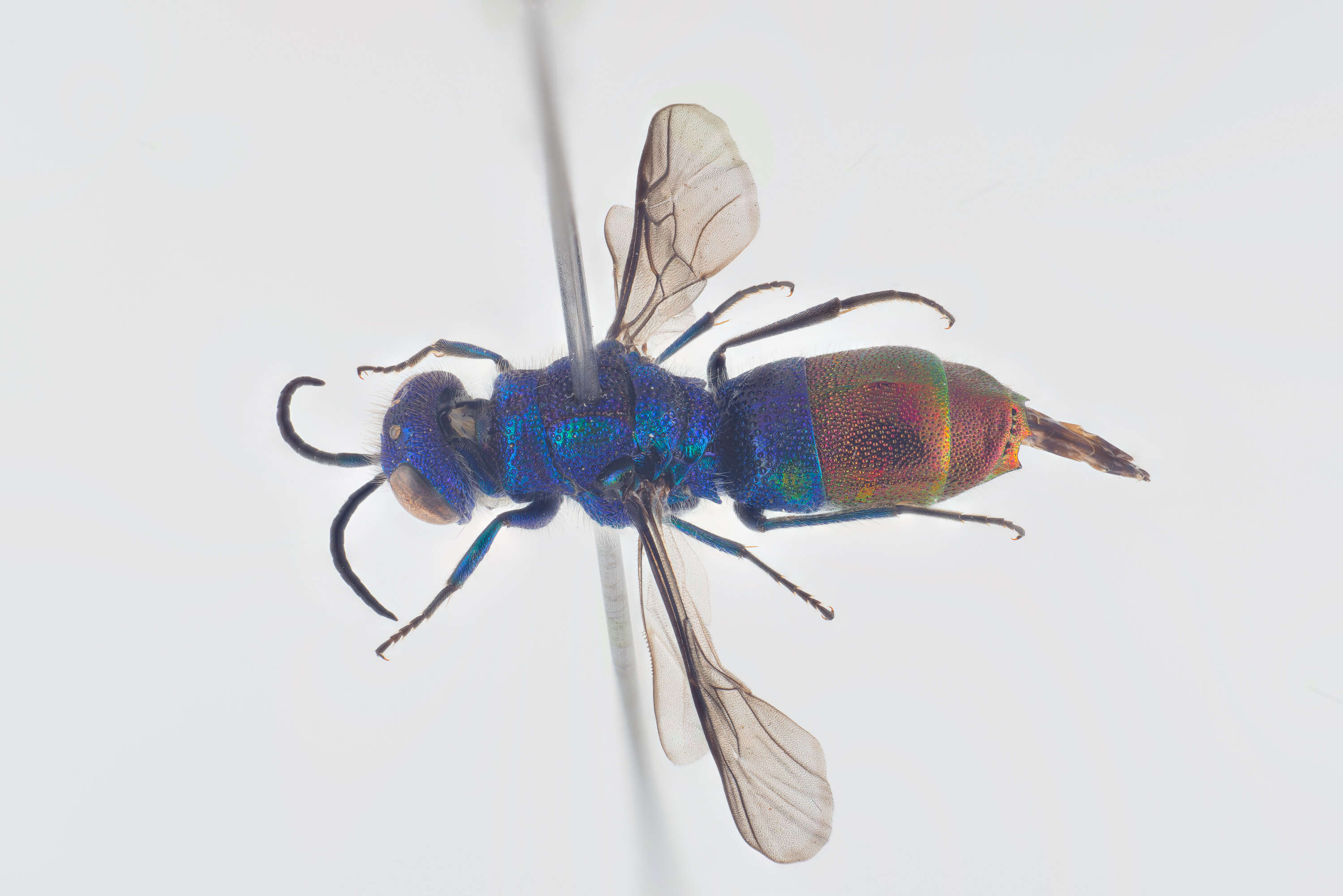 Image of Chrysis fulgida