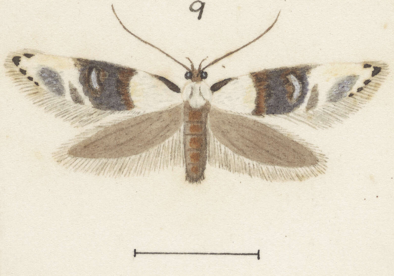 Image of Trachypepla amphileuca Meyrick 1914