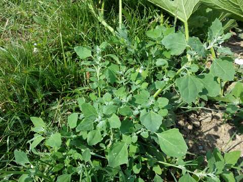 Image of Grey Goosefoot