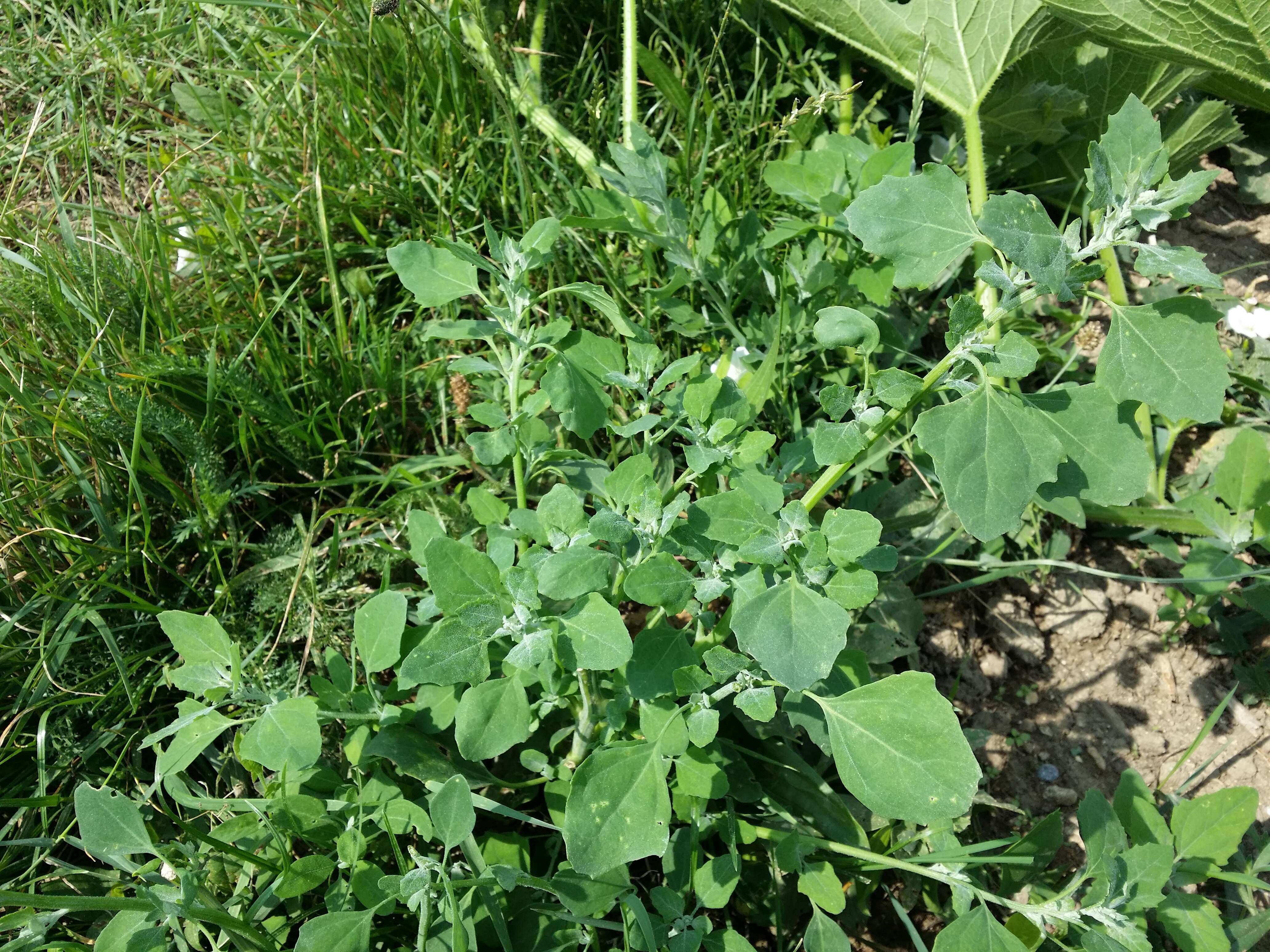 Plancia ëd Chenopodium opulifolium Schrader