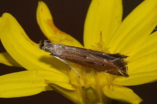 Image of Isophrictis magnella Busck 1903