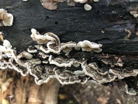 Image of Auricularia mesenterica (Dicks.) Pers. 1822