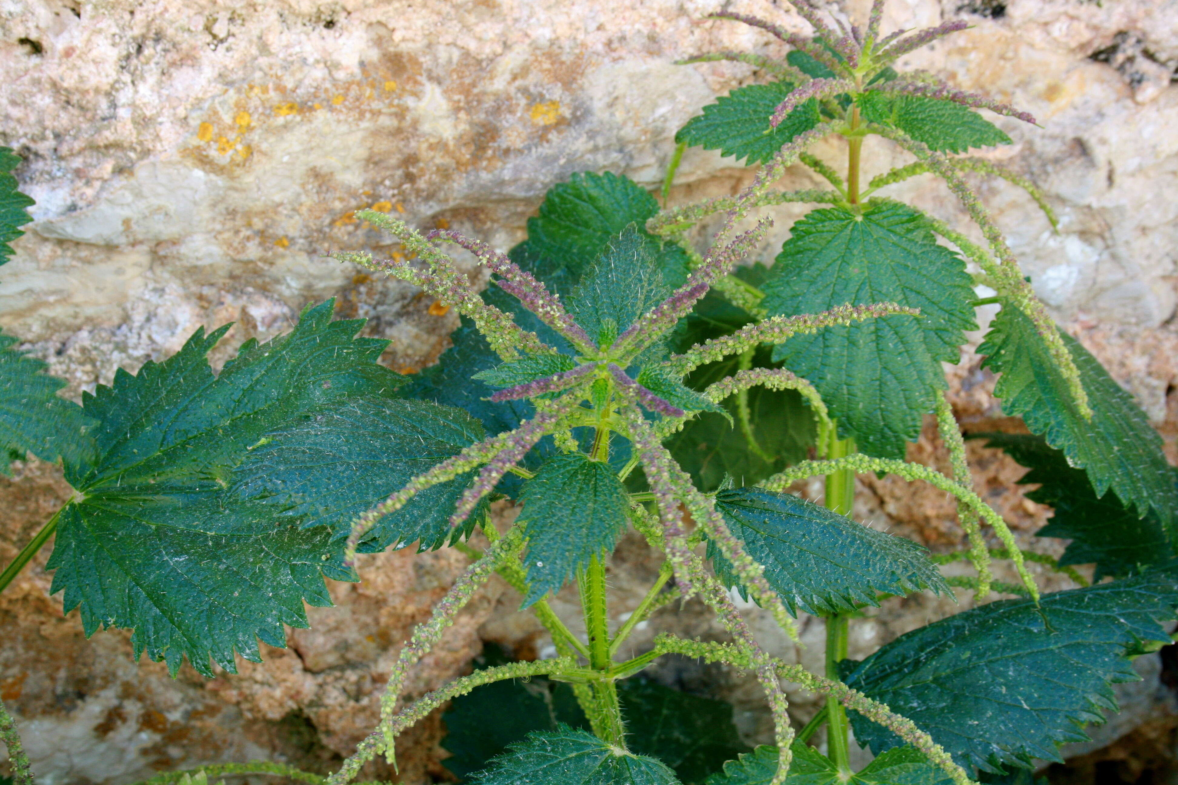 Image de Urtica membranacea Poir.