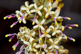 Image of Silky-oak