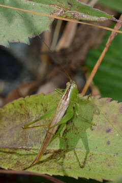 Image of Slender Meadow Katydid