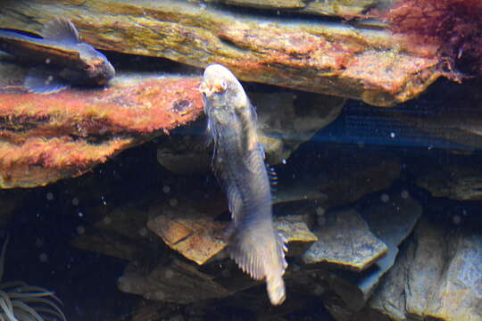 Image of Tompot Blenny